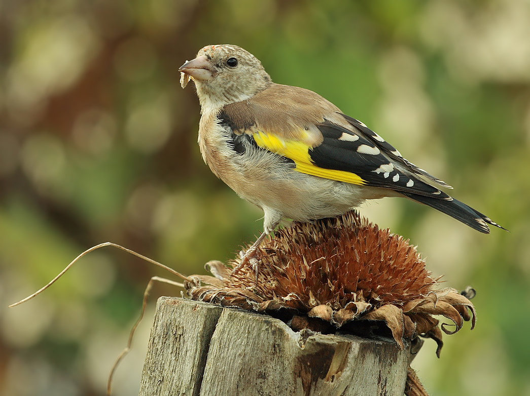 Jung Stieglitz Foto & Bild tiere, natur Bilder auf