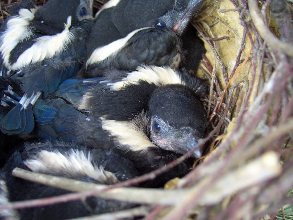 Junge Elstern im Nest Foto & Bild tiere, tierkinder, natur Bilder auf