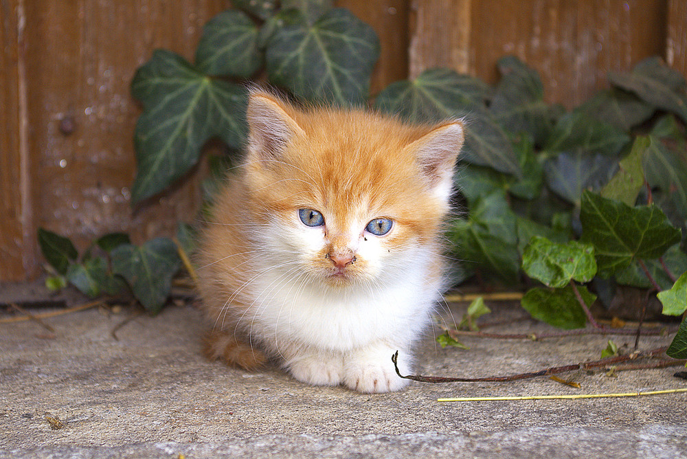 Junge Katze Foto & Bild tiere, haustiere, katzen Bilder auf