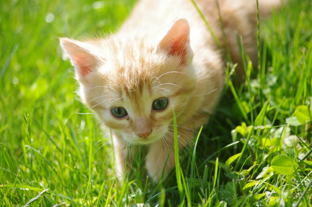 Junge Katze auf Erkundungstour Foto & Bild tiere, haustiere, katzen Bilder auf