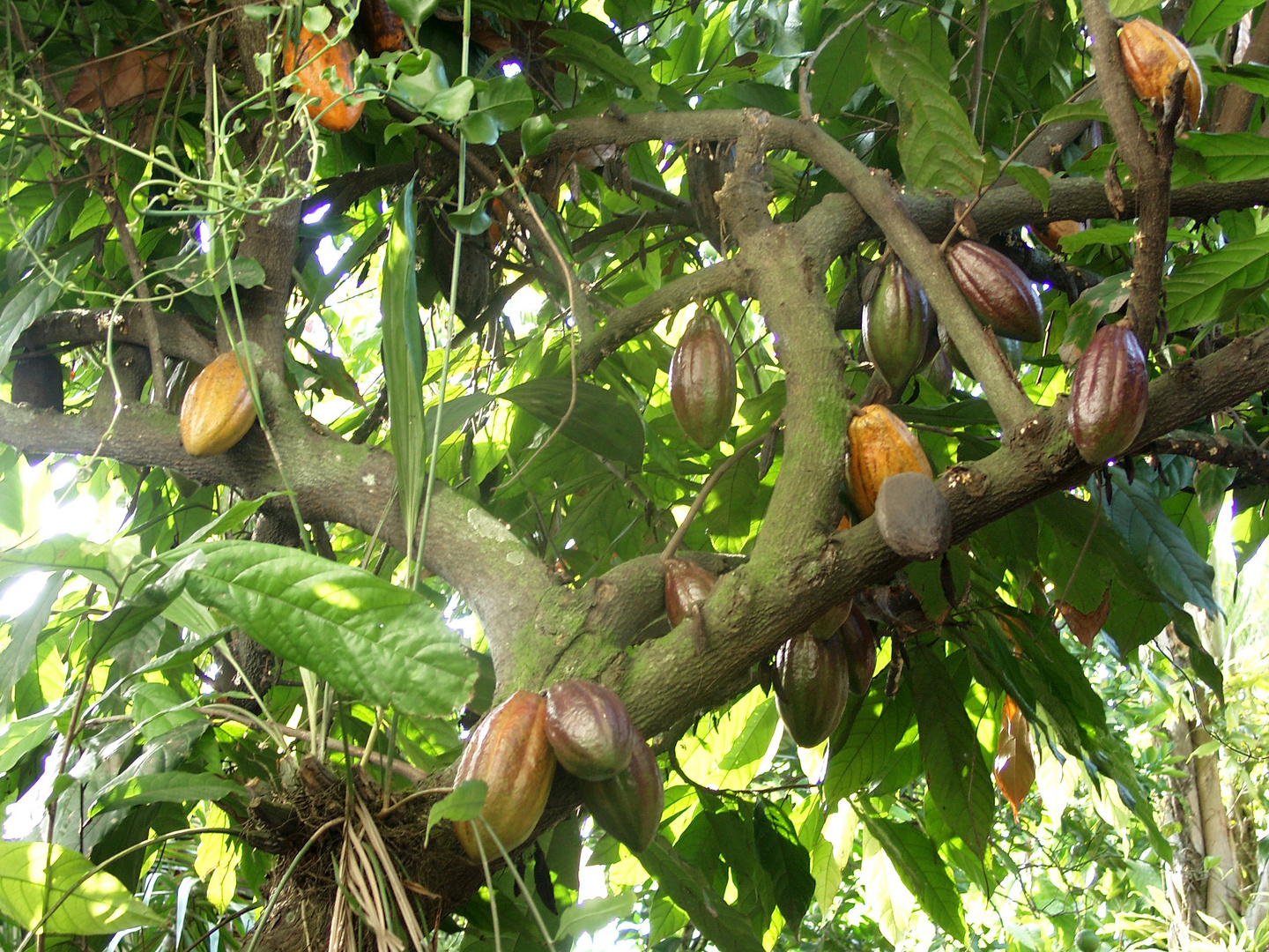 Kakaobaum in Costa Rica Foto & Bild pflanzen, pilze & flechten, bäume