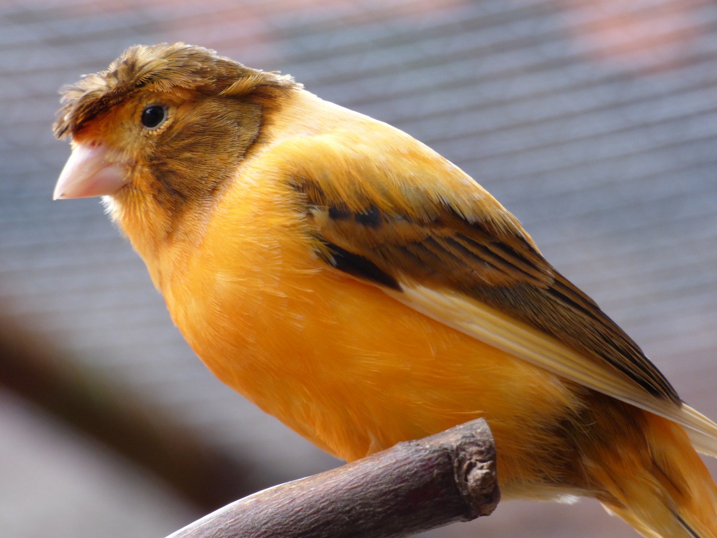 Kanarienvogel Foto & Bild tiere, tierdetails, kanarienvogel Bilder auf