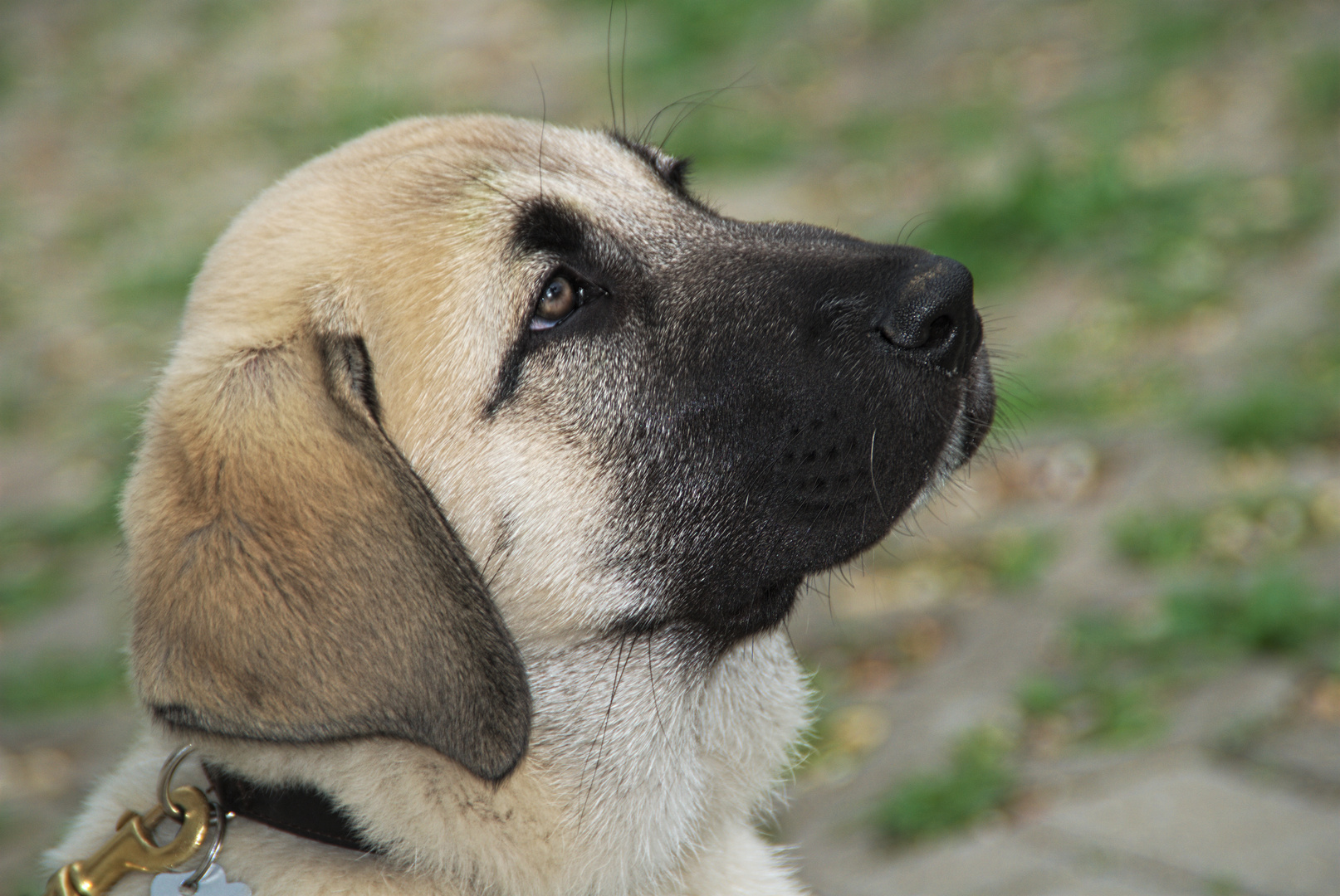Kangal Foto & Bild tiere, haustiere, hunde Bilder auf