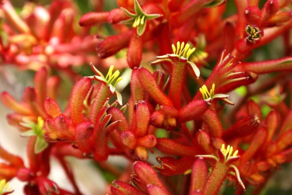 Kangaroo Paw (Känguru Pfötchen) Foto & Bild pflanzen, pilze