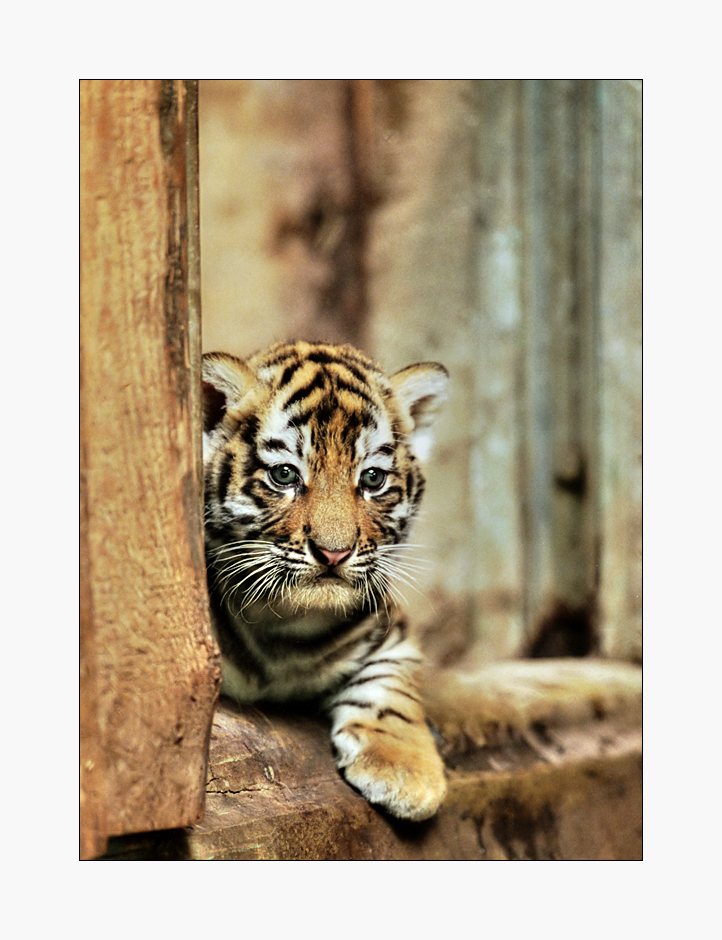kleiner tiger kleiner tiger