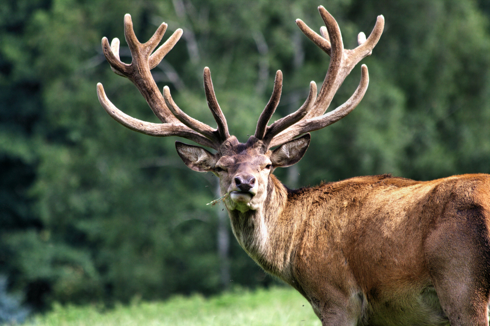 kapitaler Hirsch Foto &amp; Bild | tiere, wildlife, wildlife: sonstige ...