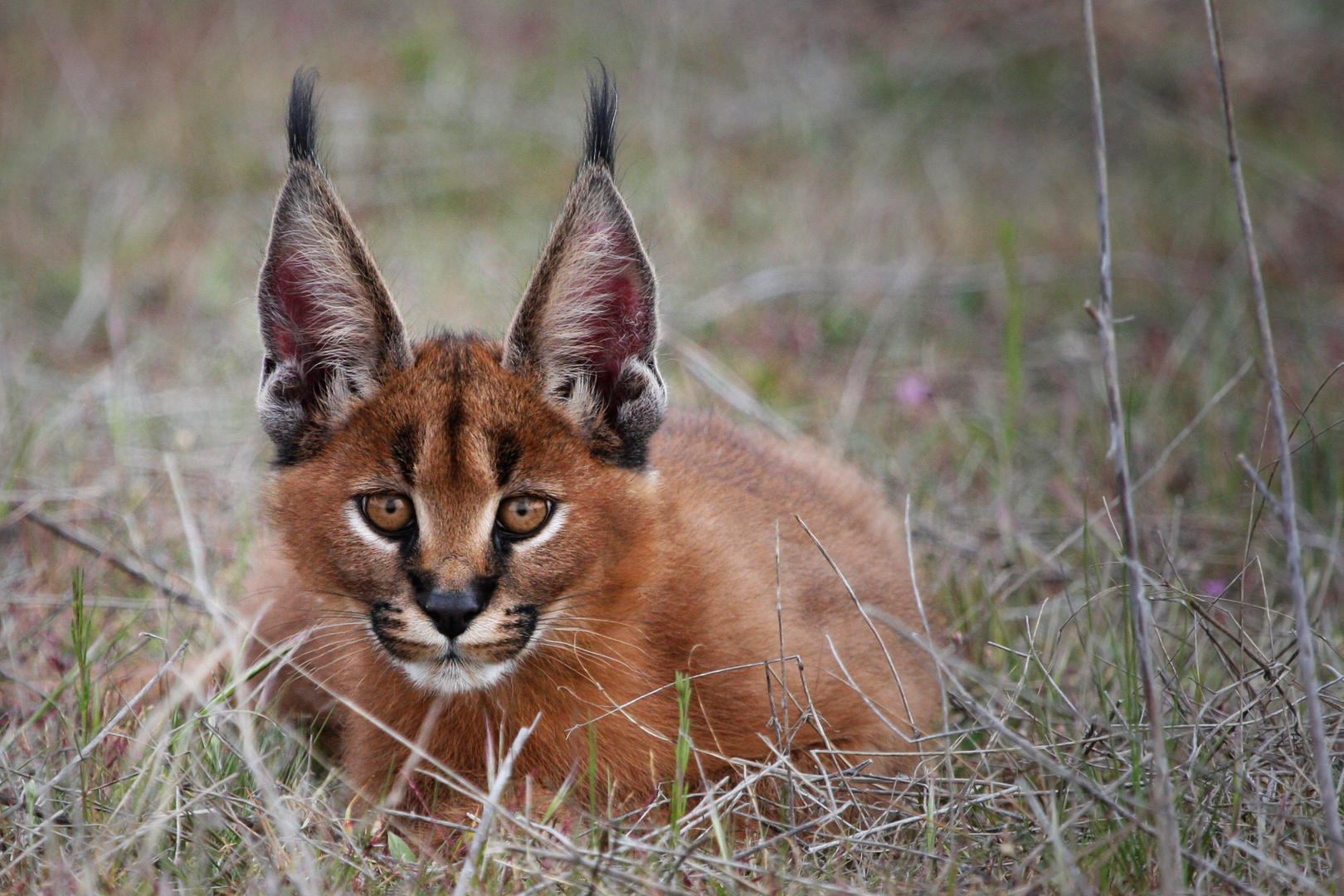 Karakal Foto & Bild | natur, tiere, wildlife Bilder auf fotocommunity
