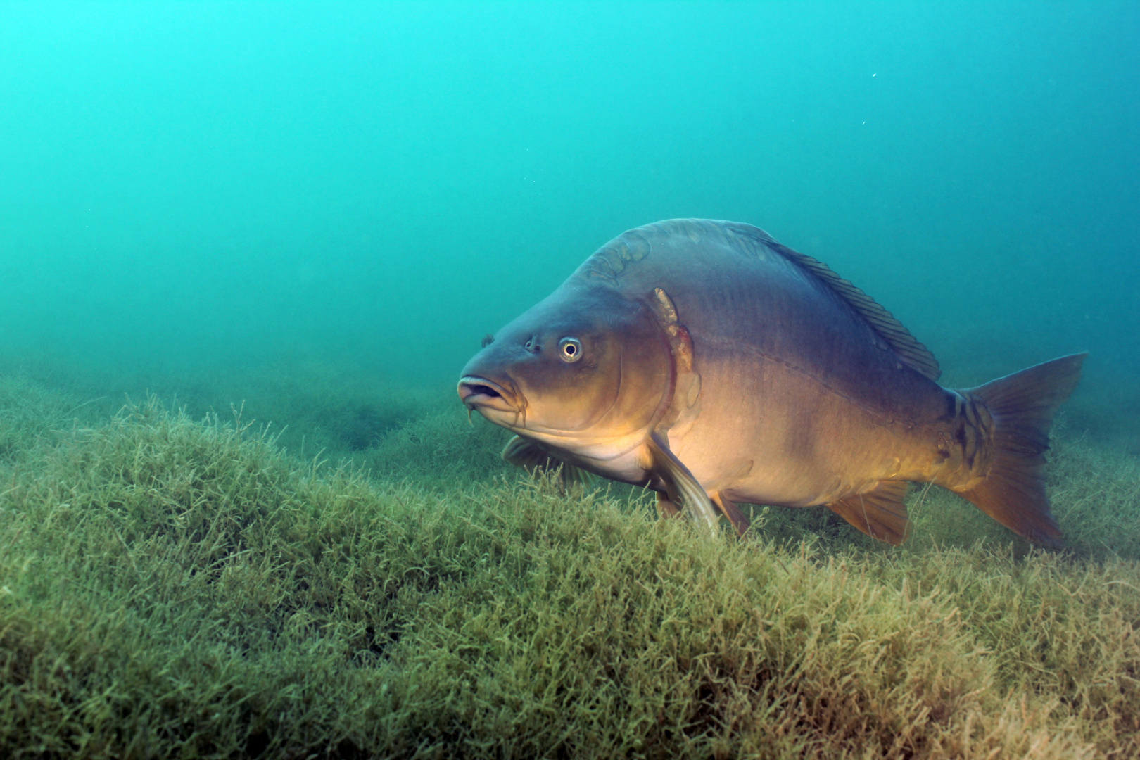 Karpfen im Gras Foto &amp; Bild | tiere, wildlife, fische Bilder auf ...