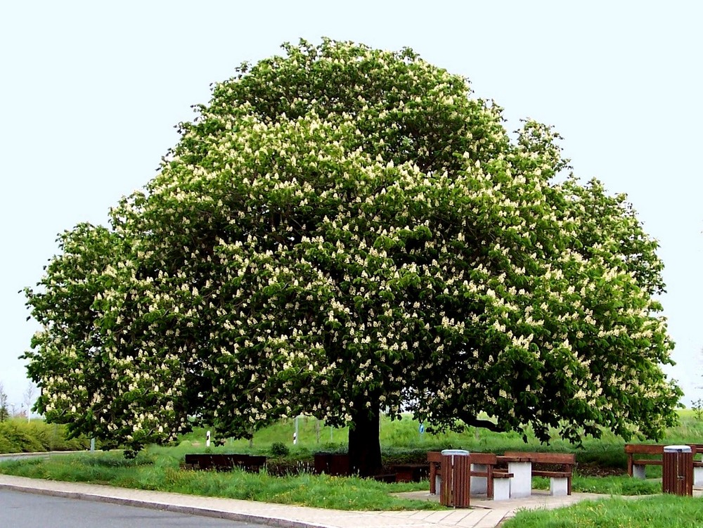 Kastanie Foto & Bild | jahreszeiten, frühling, natur Bilder auf