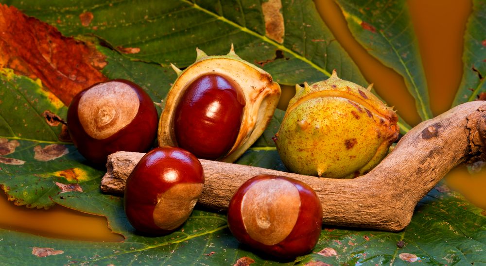 Kastanie Foto & Bild jahreszeiten, herbst, still Bilder auf
