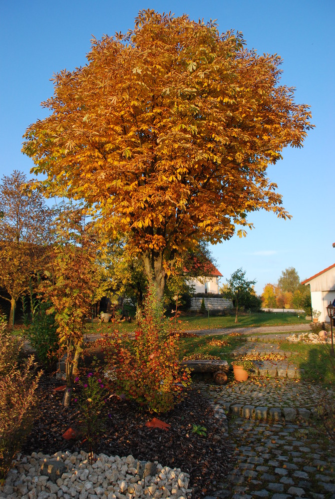 Kastanienbaum Foto & Bild | jahreszeiten, herbst, natur Bilder auf