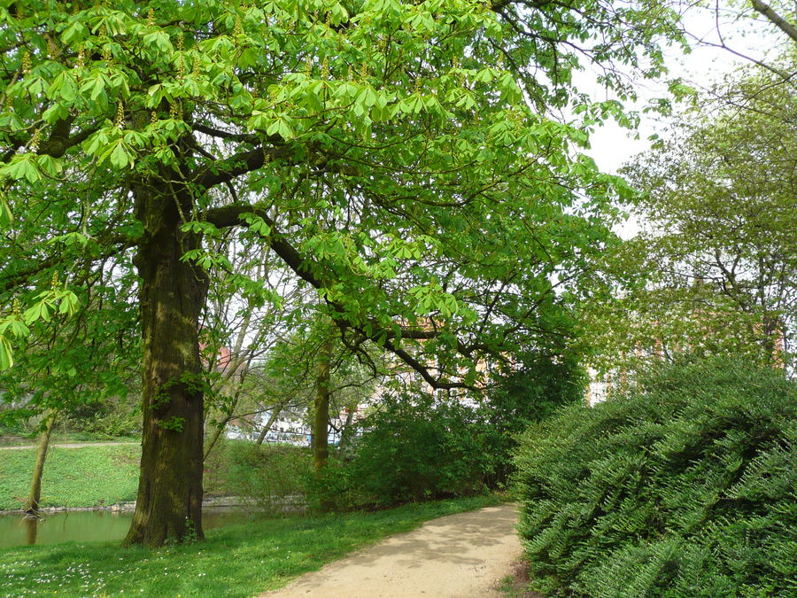 Kastanienbaum im Frühling Foto & Bild landschaft, garten
