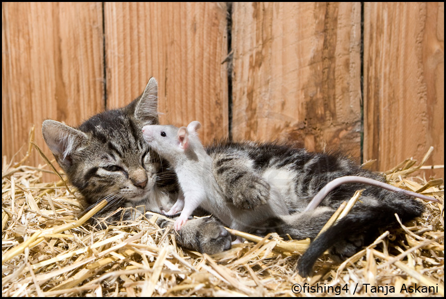 Unsere Katzen stammen aus Ägypten und der Türkei MDR.DE