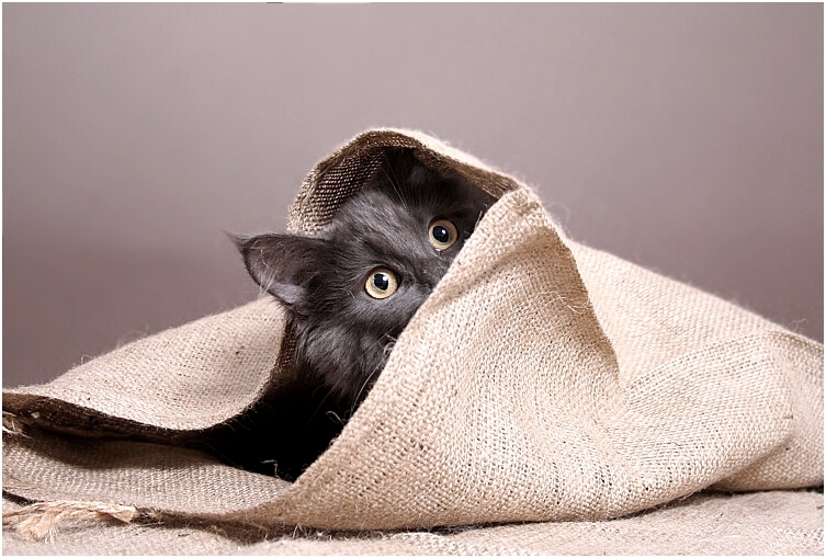 Katze aus dem Sack 2 Foto & Bild tiere, haustiere
