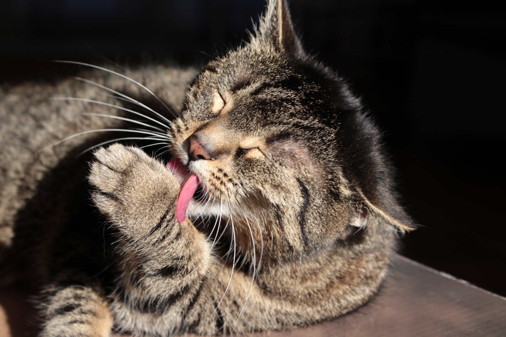 Katze Putzt Sich Ständig Und Ist Unruhig