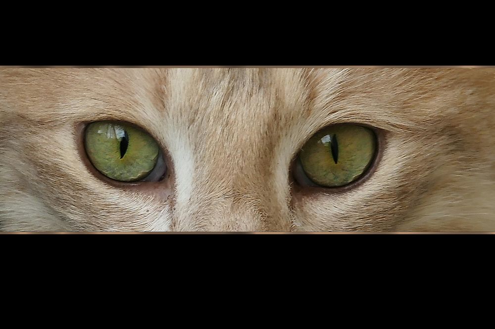 KATZEN AUGEN Foto & Bild tiere, tierdetails, natur Bilder auf