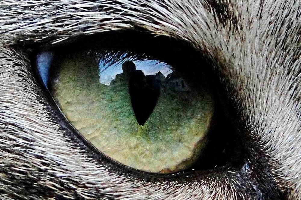 Close Up Of Cat Eye Close Up Of Cat Eye