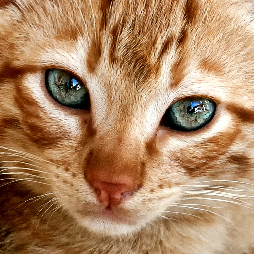Katzenaugen Foto & Bild tiere, haustiere, katzen Bilder auf