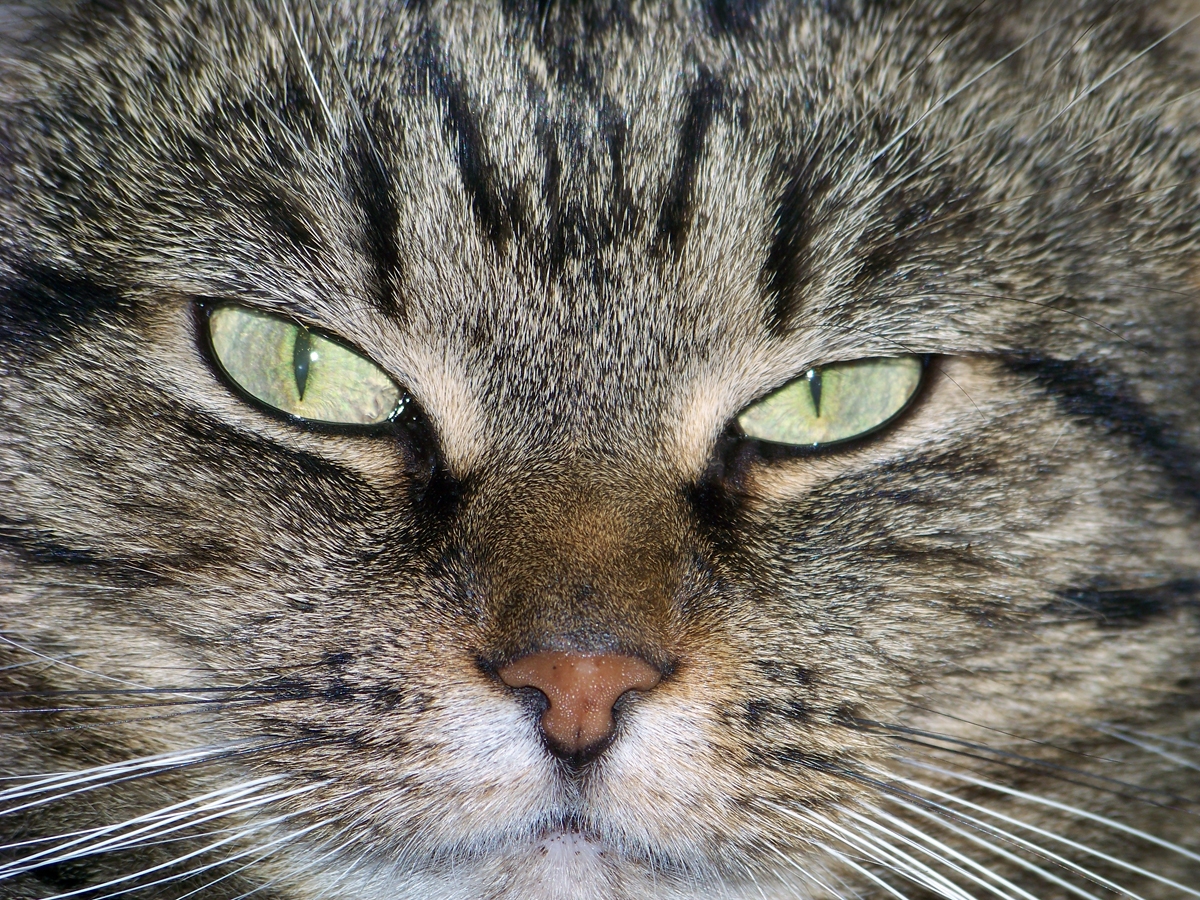 Katzenaugen Foto &amp; Bild | tiere, haustiere, katzen Bilder auf fotocommunity