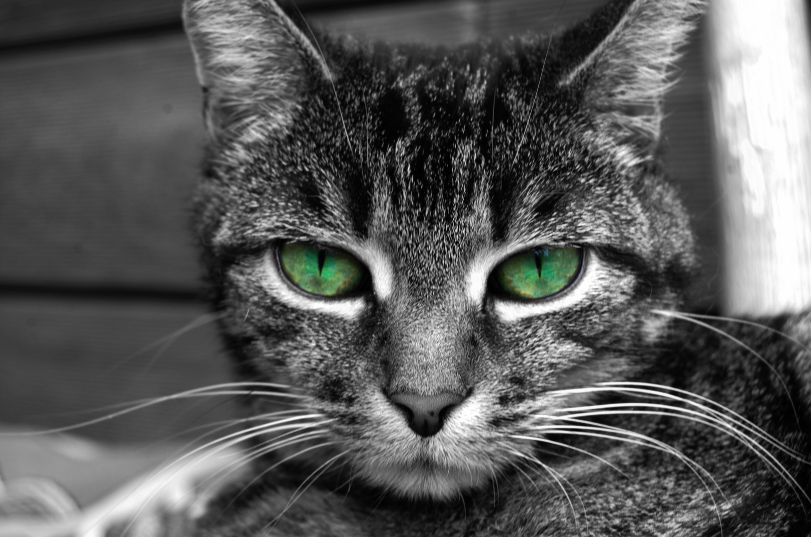 Katzenaugen Foto &amp; Bild | colorkey, bearbeitungs - techniken, digiart
