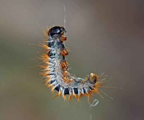 Kiefern-Prozessionsspinner-Raupen (Thaumetopoea pityocampa) - La chenille processionnaire du pin. 3.