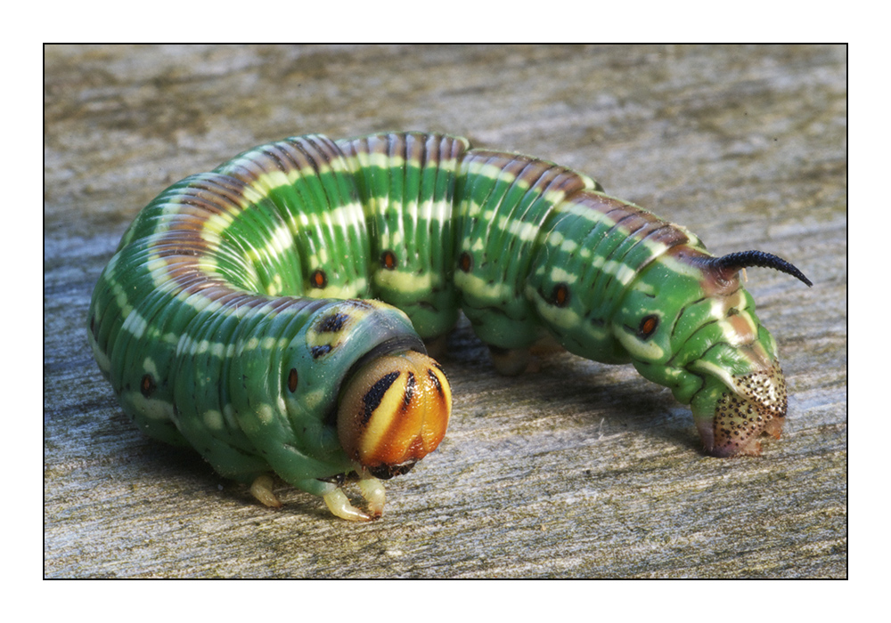 KiefernschwärmerRaupe Foto & Bild tiere, wildlife, insekten Bilder auf