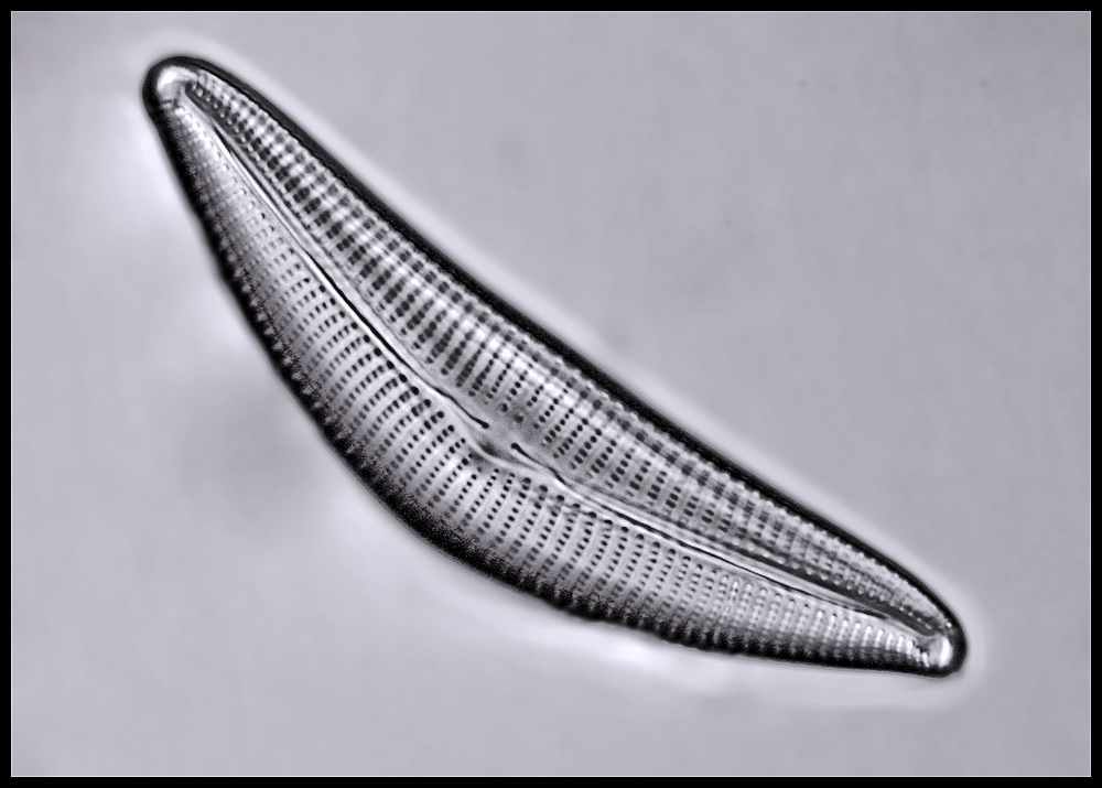 Kieselalge Cymbella_cistula (1000 fach vergrößert) Foto & Bild makro