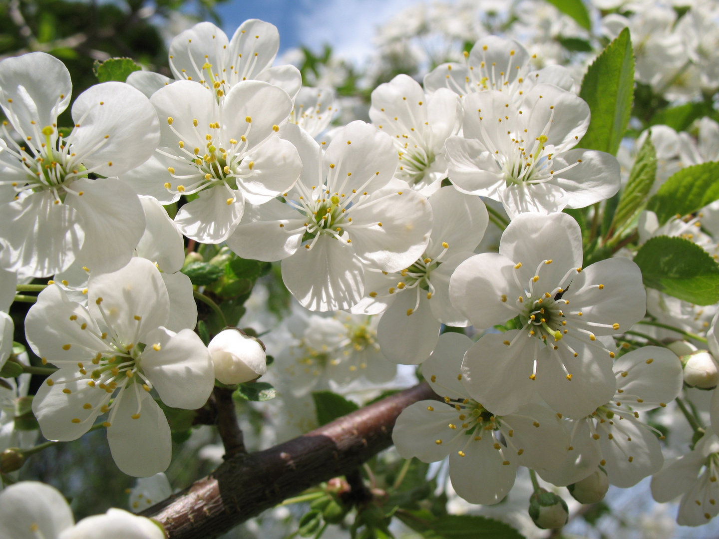 Bild Kirschblüte Bild Kirschblüte