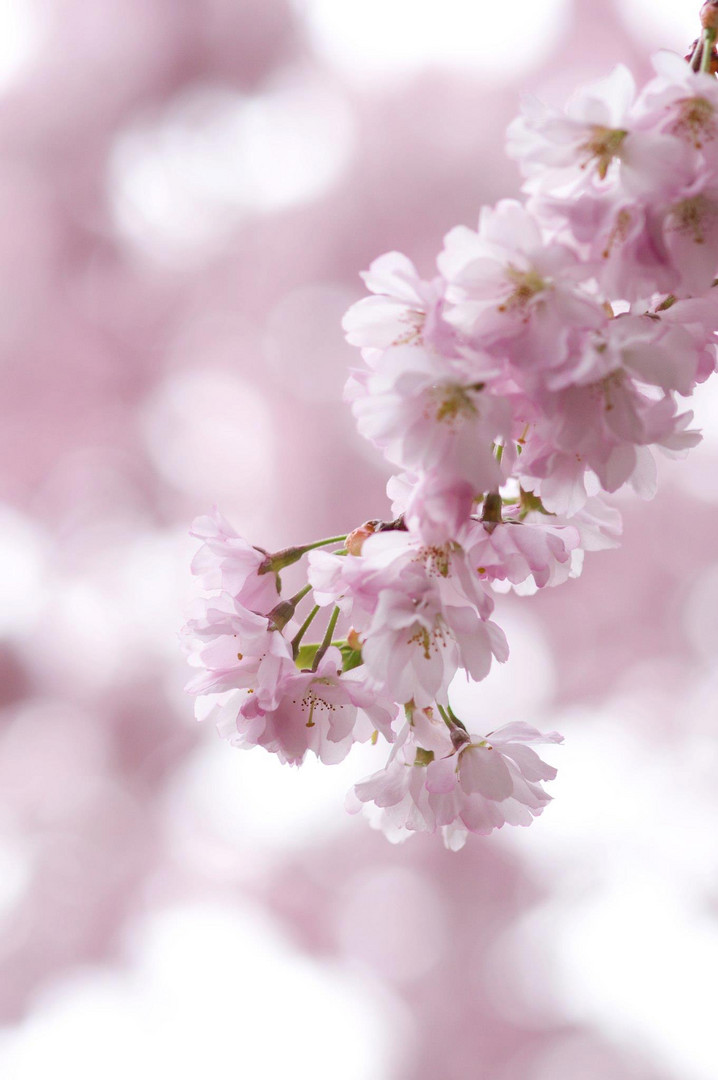 Kirschblüten Foto & Bild jahreszeiten, frühling, natur Bilder auf