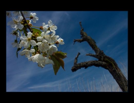 Kirschblüten... und toter Kirschbaum- Stamm... - AUSSTELLUNGS-FOTO "WERDEN UND VERGEHEN"