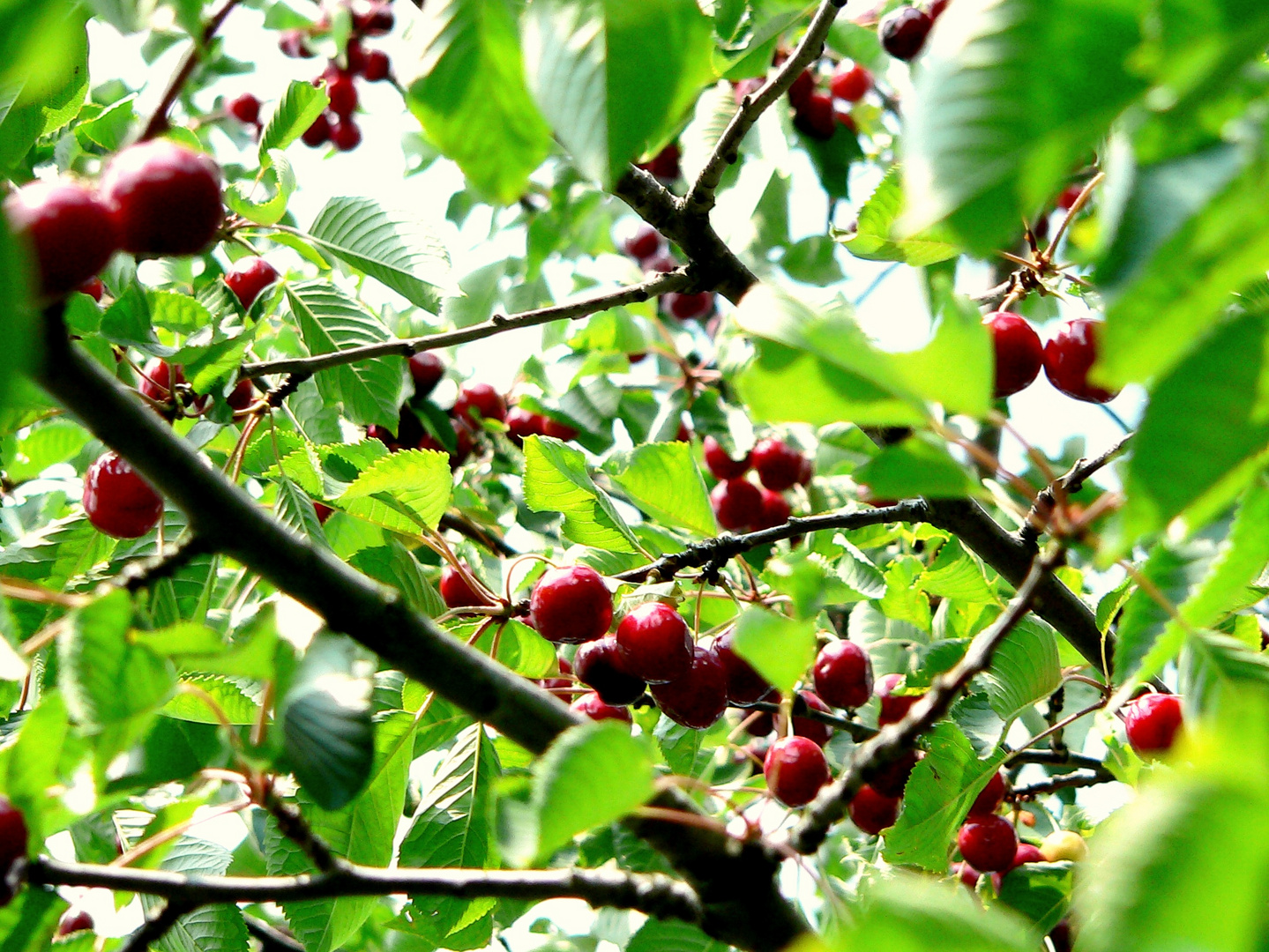 Kirschen Foto &amp; Bild | pflanzen, pilze &amp; flechten, früchte und beeren ...