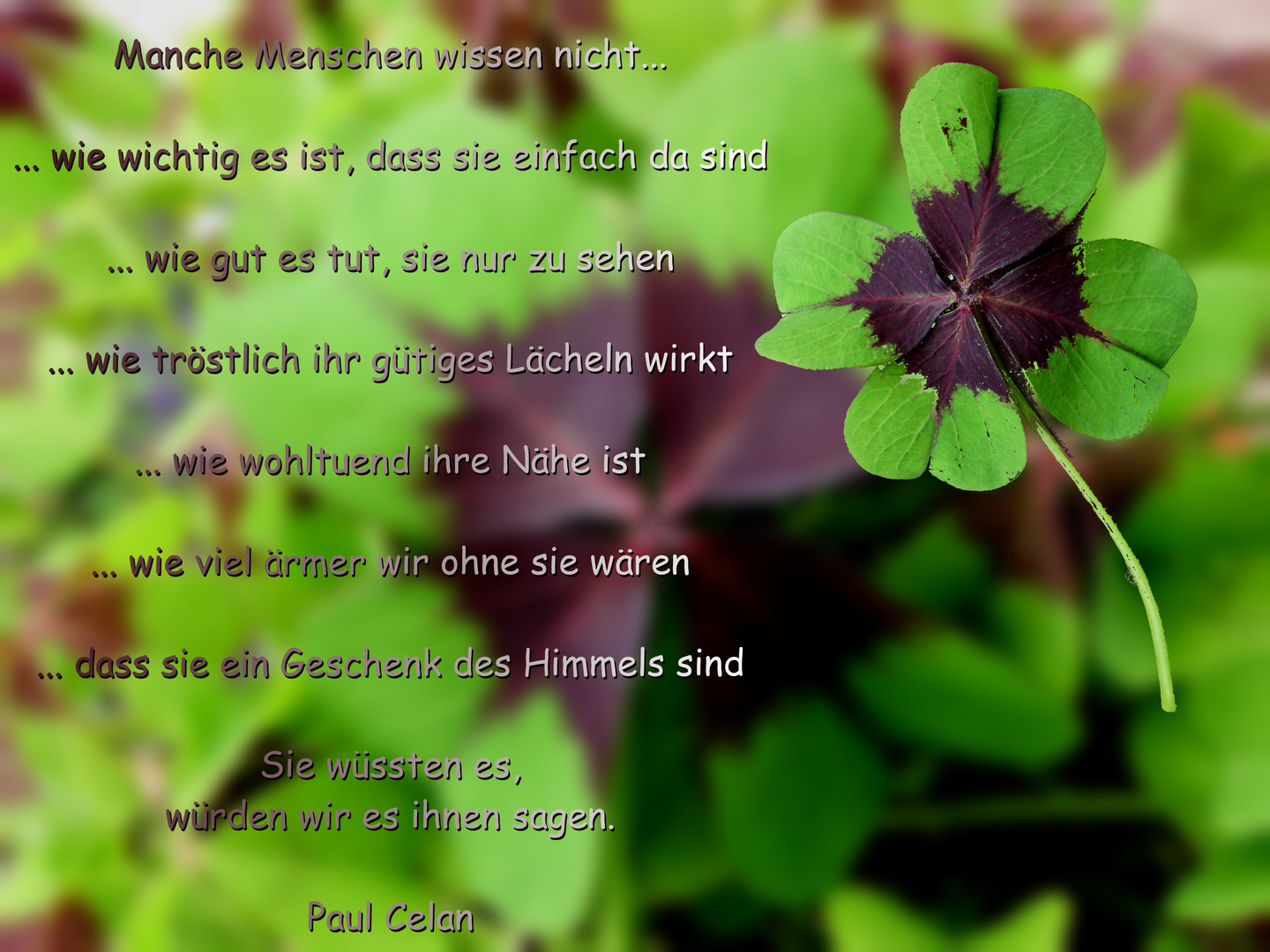 KLEE ein Glückssymbol von wie Vielen ? Foto & Bild stillleben