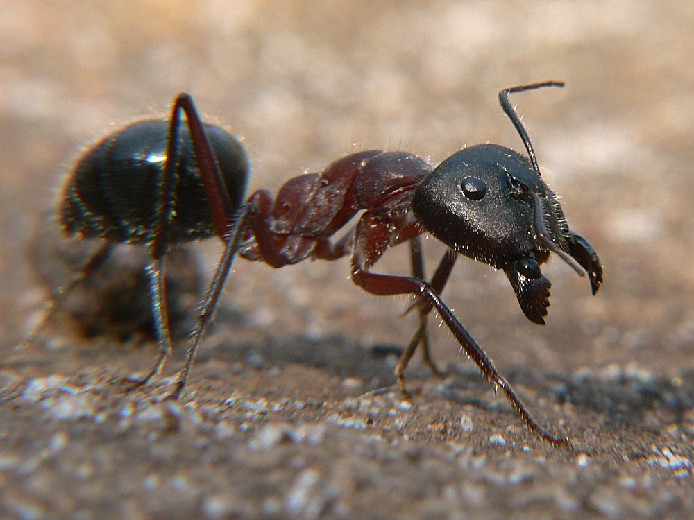 Kleine Ameise ganz groß&hellip; Foto & Bild | tiere, wildlife, insekten