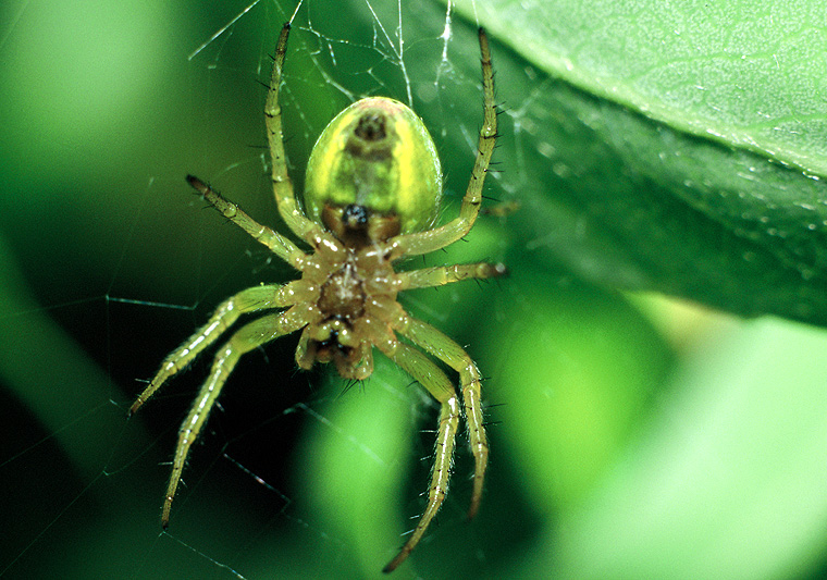 GrГјne Spinne GrГјne Spinne