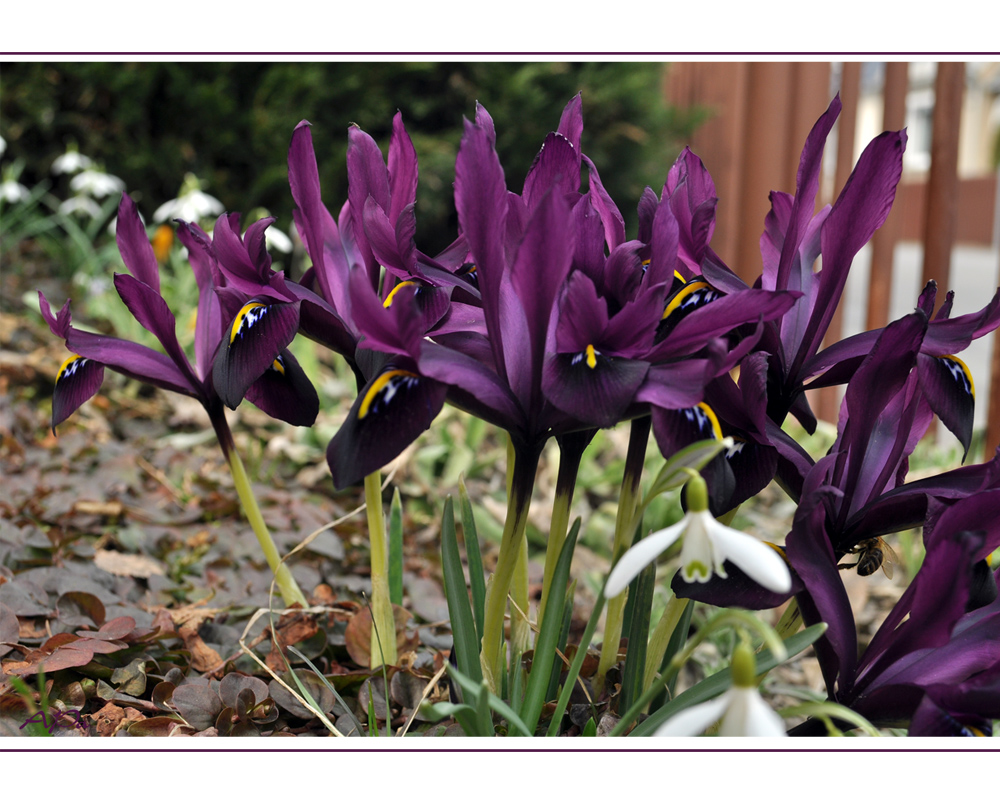 Kleine lila Iris Foto & Bild pflanzen, pilze & flechten, blüten