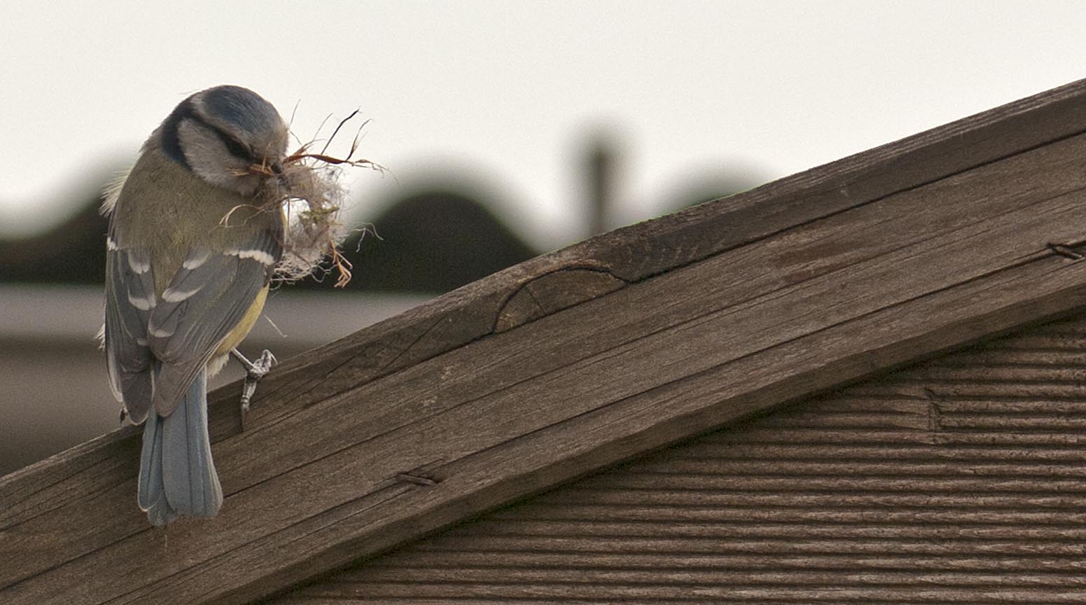 Kleine Meise baut Nest Foto & Bild tiere, wildlife, wild lebende vögel Bilder auf