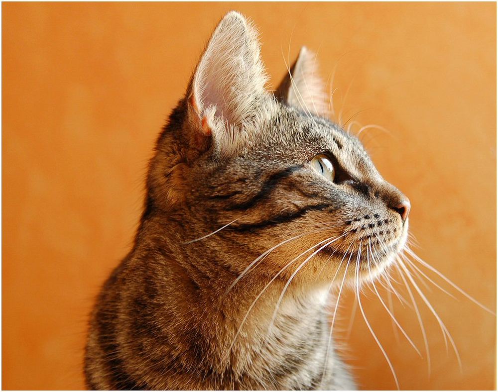 Katze Im Profil Katze Im Profil