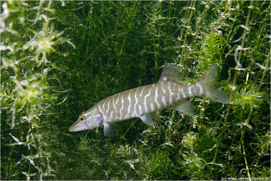 kleiner Hecht Foto & Bild unterwasser, uwsüsswasser, naturkreativ