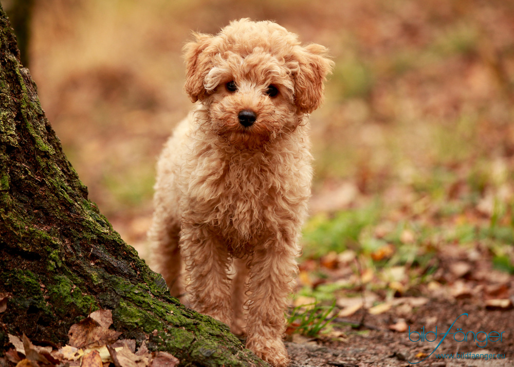 Kleiner Pudel Percy Foto & Bild | tiere, tierkinder, natur Bilder auf