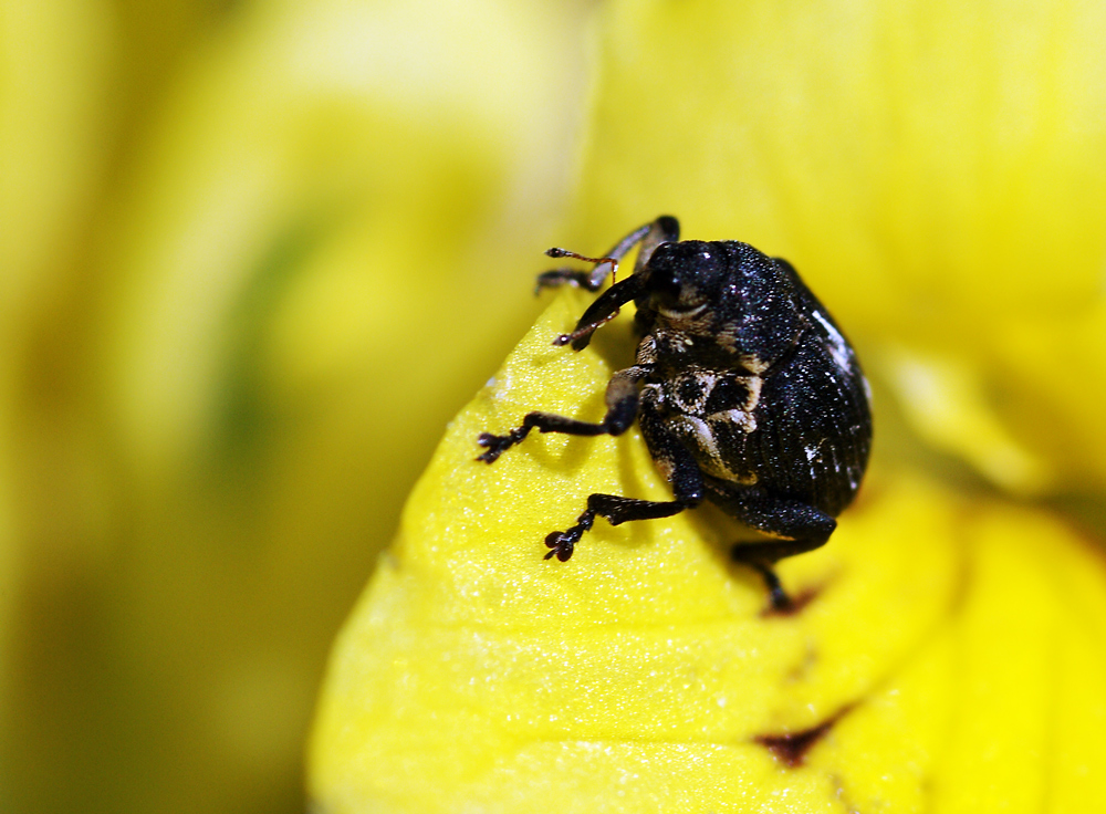 kleiner schwarzer Käfer Foto & Bild tiere, wildlife, insekten Bilder