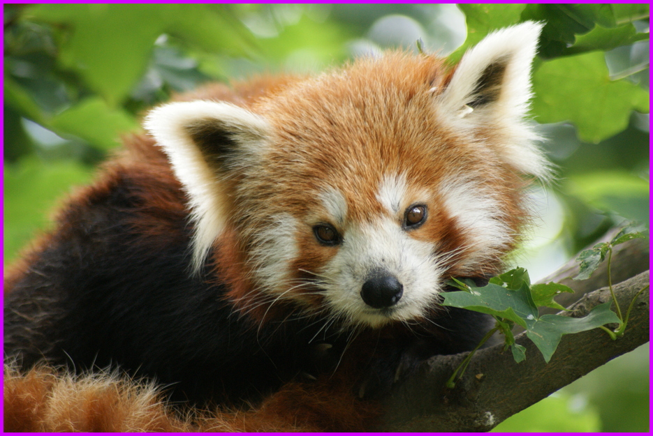 kleiner,roter Panda Foto & Bild | tiere, zoo, wildpark & falknerei