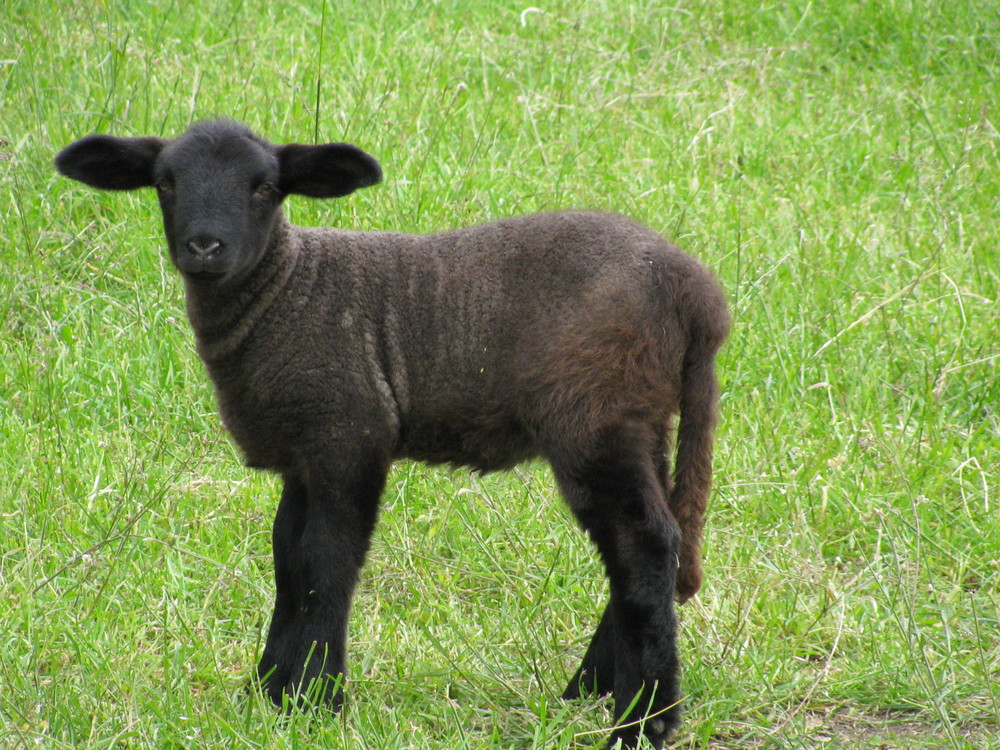 Schwarzes Scharf Schwarzes Scharf