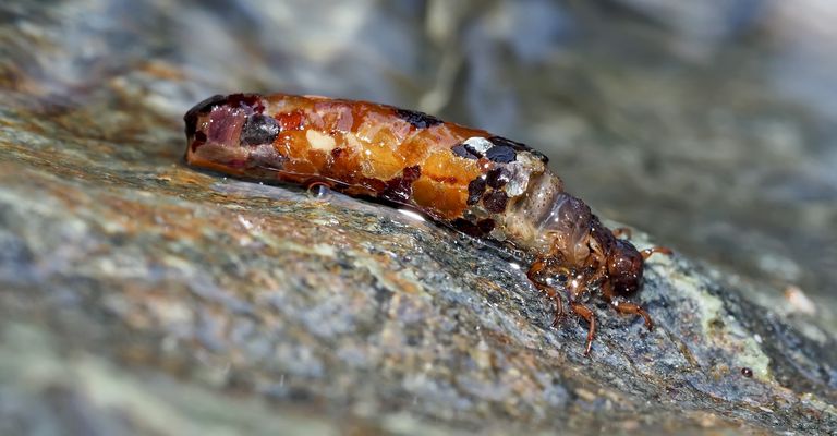 Köcherfliegenlarve (Sericostoma personatum) - Elle est sortie un petit moment de l'eau...