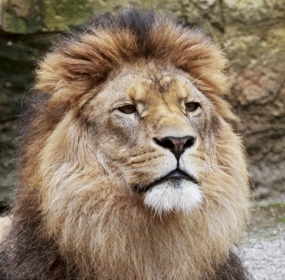 König Der Löwen Bilder König Der Löwen Bilder