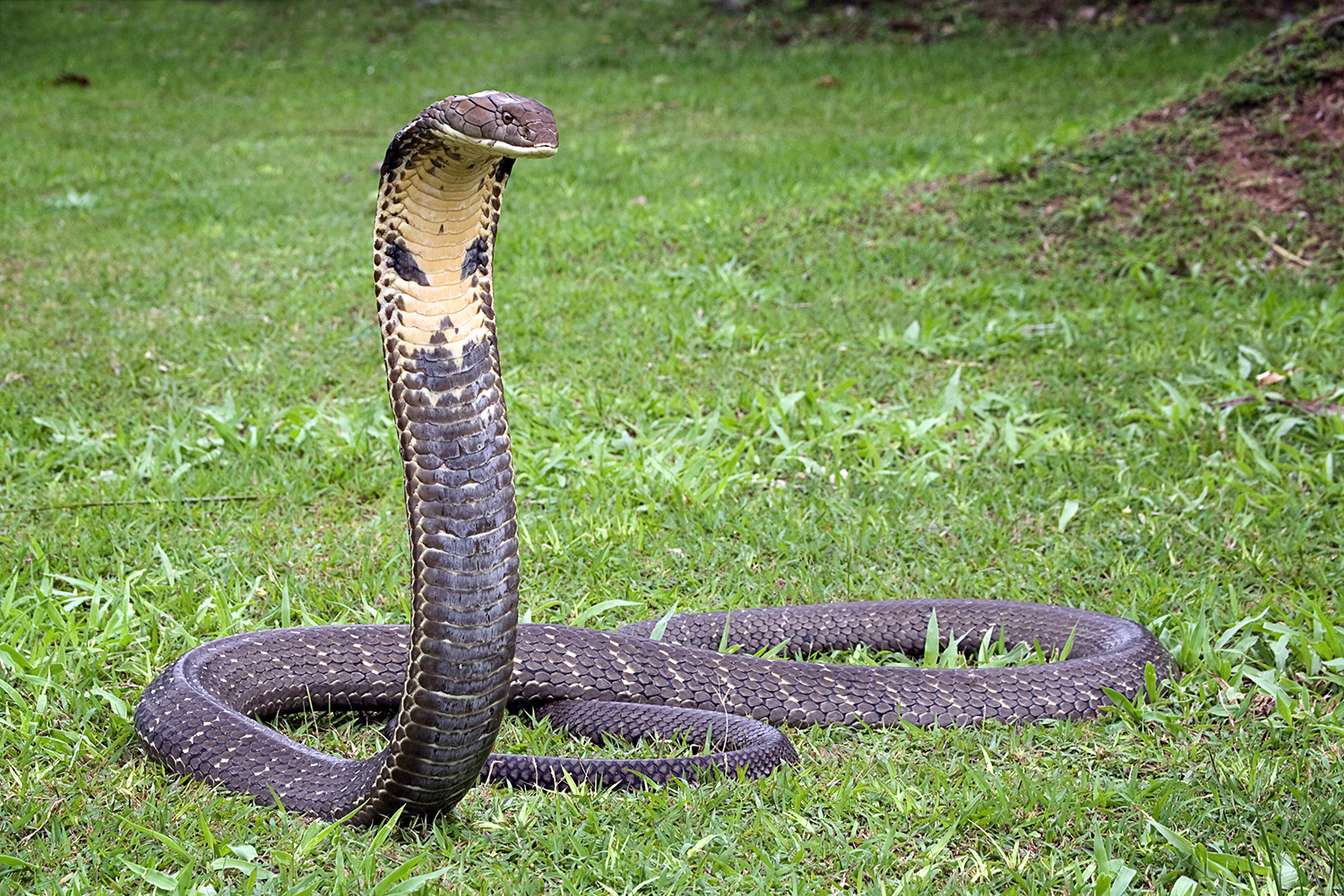 Königskobra Königskobra