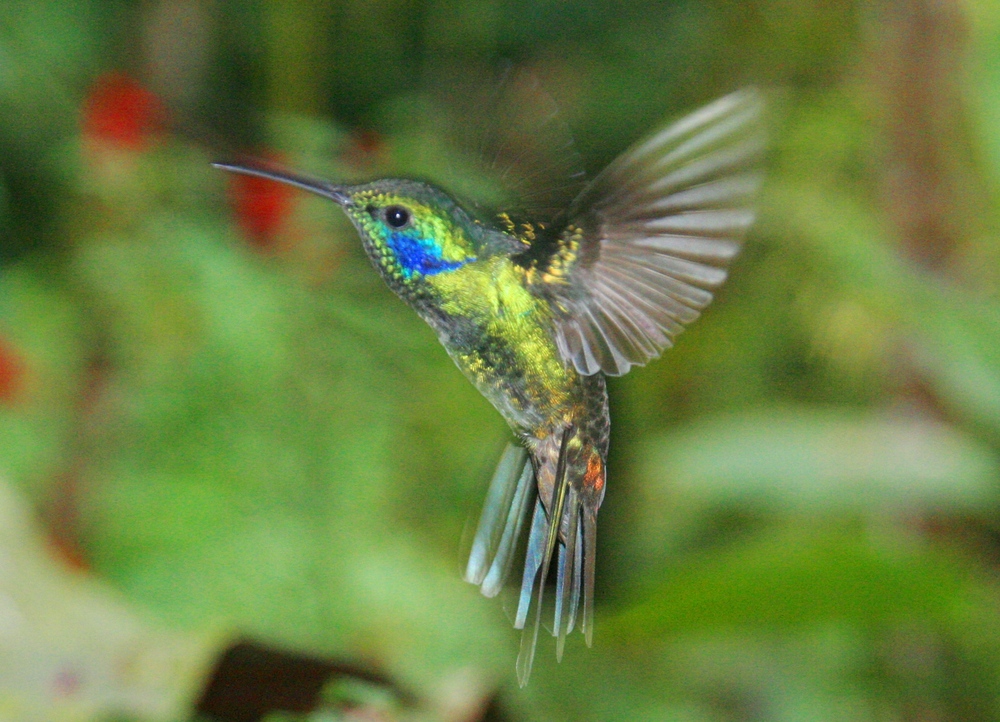Kolibri Foto & Bild | tiere, natur Bilder auf fotocommunity