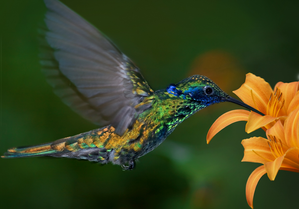 Kolibri Foto & Bild | tiere, zoo, wildpark & falknerei, vögel Bilder