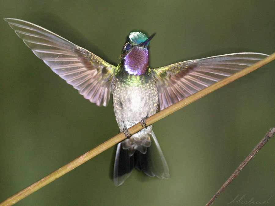 Kolibri extrem Foto & Bild | north america, central america, costa rica ...