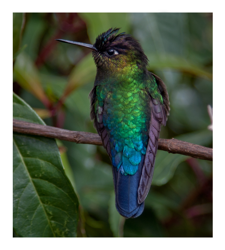 Kolibri Foto & Bild | tiere, wildlife, wild lebende vögel Bilder auf ...