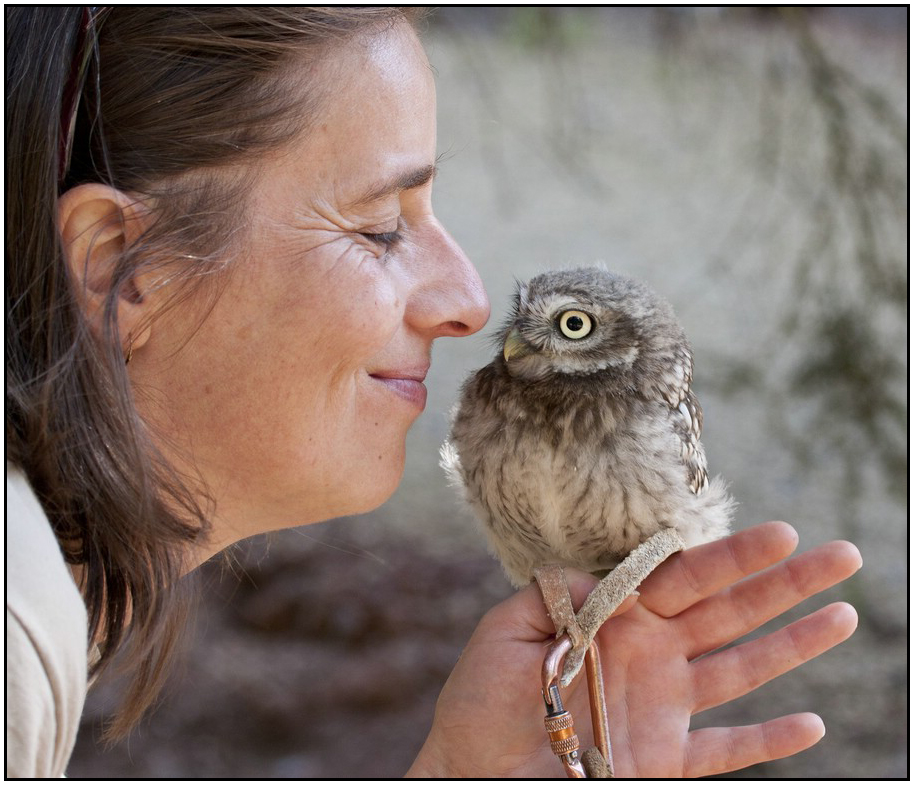 Komische Käuze Foto & Bild tiere, tier und mensch, natur Bilder auf